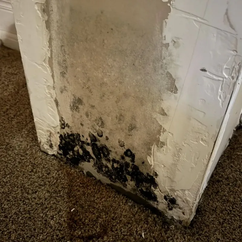 Professional Mold Removal in Akron, NY